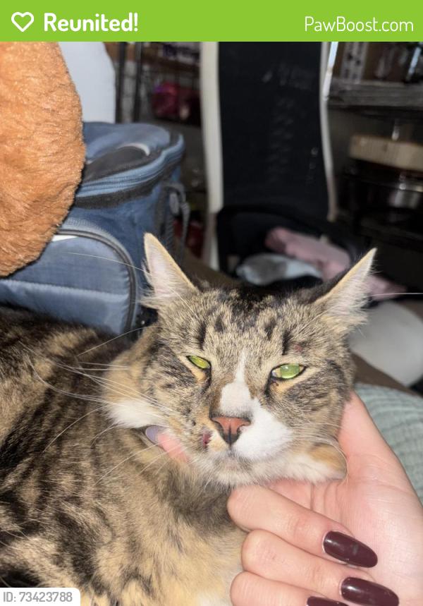 Reunited Male Cat last seen north street extension, feeding hills ma 01030, Agawam, MA 01030