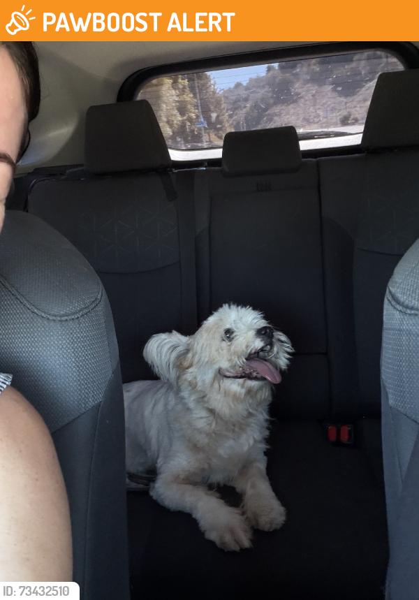 Found/Stray Female Dog last seen Encanada dr, La Habra Heights, CA 90631