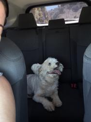 Found/Stray Female Dog last seen Encanada dr, La Habra Heights, CA 90631