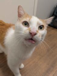 Reunited Male Cat last seen N Whipple and Armitage, Chicago, IL 60647