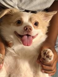 Reunited Male Dog last seen 69th street San Diego, San Diego, CA 92114