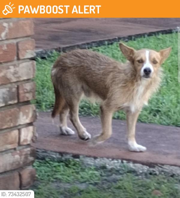 Found/Stray Male Dog last seen NW 24th St & NW 34th Ave, Lauderdale Lakes, FL 33311