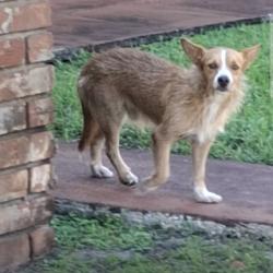 Found/Stray Male Dog last seen NW 24th St & NW 34th Ave, Lauderdale Lakes, FL 33311