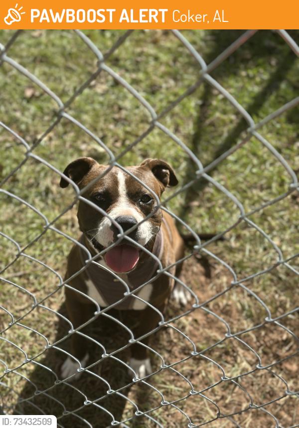 Found/Stray Male Dog last seen Sam Sutton Road, Coker, AL 35452