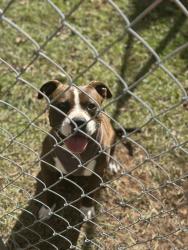 Found/Stray Male Dog last seen Sam Sutton Road, Coker, AL 35452