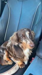 Lost Male Dog last seen Old Hamilton Rd, Dunn, NC 28334