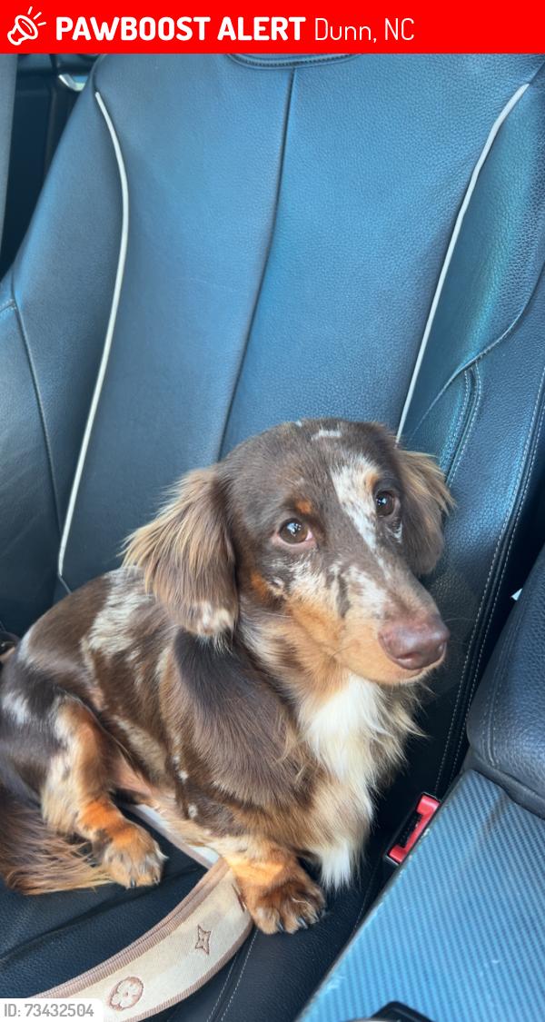 Lost Male Dog last seen Old Hamilton Rd, Dunn, NC 28334
