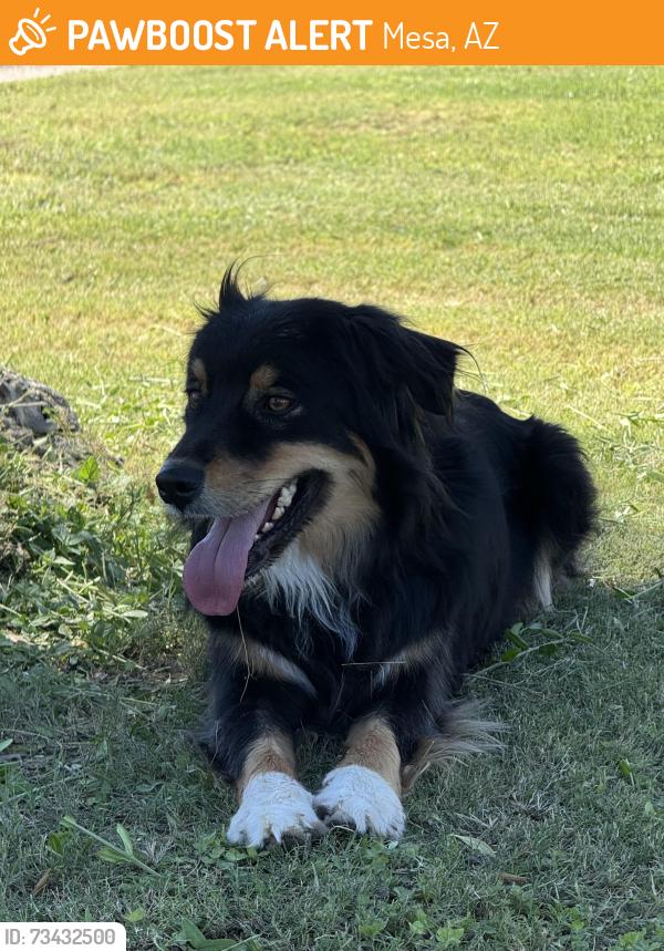 Found/Stray Unknown Dog last seen Mesa Cemetery, Mesa, AZ 85201