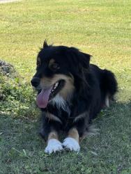 Found/Stray Unknown Dog last seen Mesa Cemetery, Mesa, AZ 85201