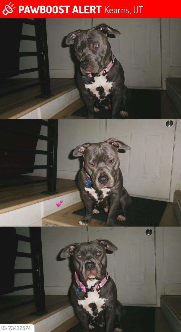 Lost Male Dog last seen Near Salem Ave, Kearns, UT 84118