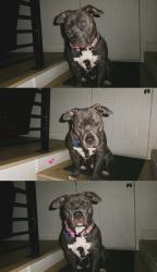 Lost Male Dog last seen Near Salem Ave, Kearns, UT 84118