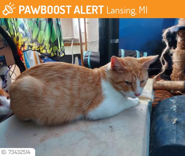 Found/Stray Male Cat last seen S Washington Ave and Isabel, Lansing, MI 48910