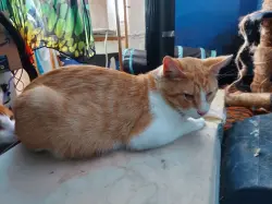 Found/Stray Male Cat last seen S Washington Ave and Isabel, Lansing, MI 48910
