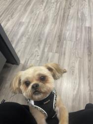 Lost Male Dog last seen Renwick Avenue, Elk Grove, CA 95758