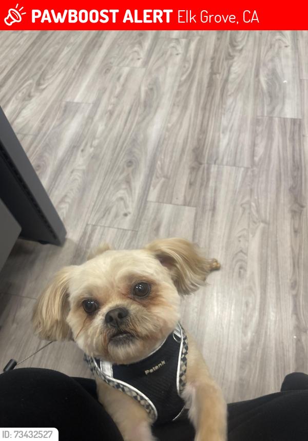 Lost Male Dog last seen Renwick Avenue, Elk Grove, CA 95758