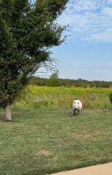 Found/Stray Unknown Dog last seen Fueller Dr., Aubrey, TX 76227