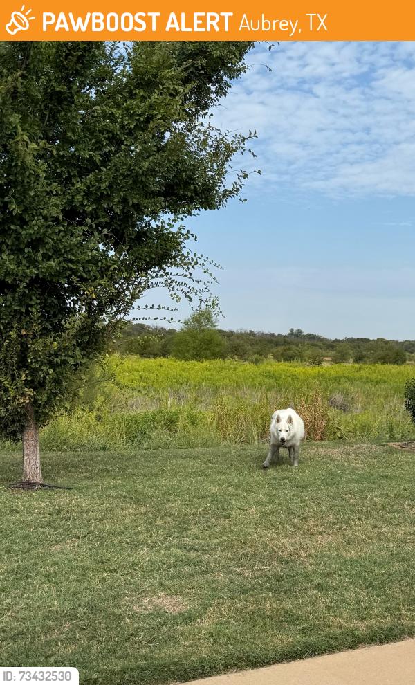 Found/Stray Unknown Dog last seen Fueller Dr., Aubrey, TX 76227