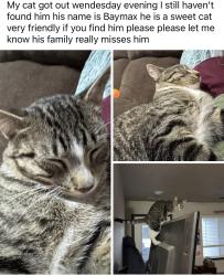 Lost Male Cat last seen Near n main Ave 16 Tea SD 57064 United States, Tea, SD 57064