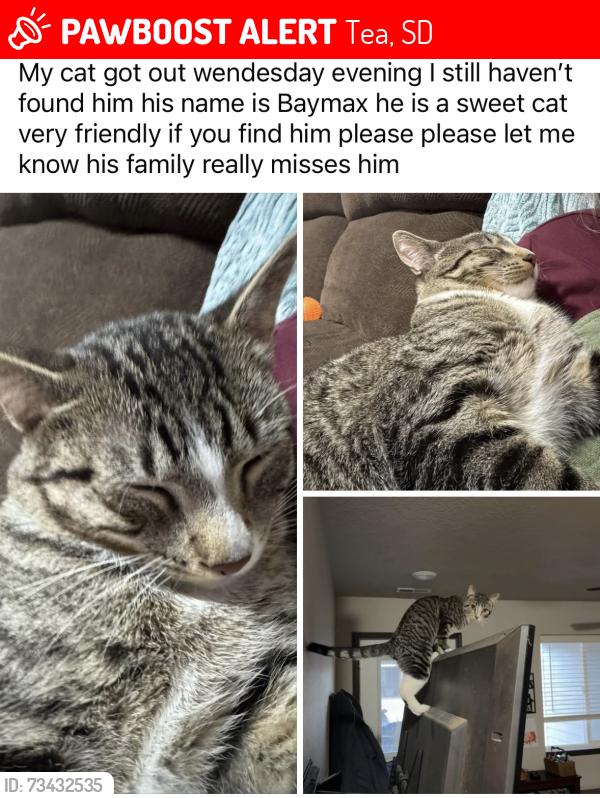 Lost Male Cat last seen Near n main Ave 16 Tea SD 57064 United States, Tea, SD 57064