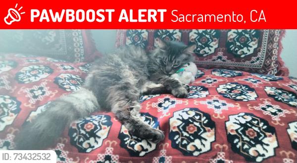 Lost Male Cat last seen Allegretto Way, Sacramento, CA 95829
