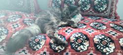 Lost Male Cat last seen Allegretto Way, Sacramento, CA 95829