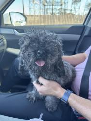 Found/Stray Male Dog last seen Georgia between Hillside and 45th, Amarillo, TX 79110