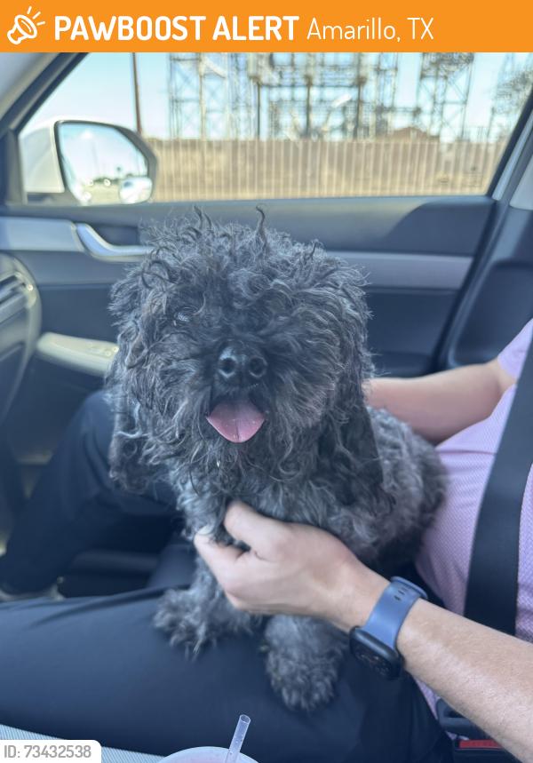Found/Stray Male Dog last seen Georgia between Hillside and 45th, Amarillo, TX 79110