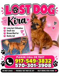 Reunited Female Dog last seen Hazel street, Ashley, PA 18706