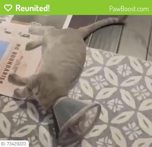 Reunited Female Cat last seen Ramona Headstart, Norwalk, CA 90650