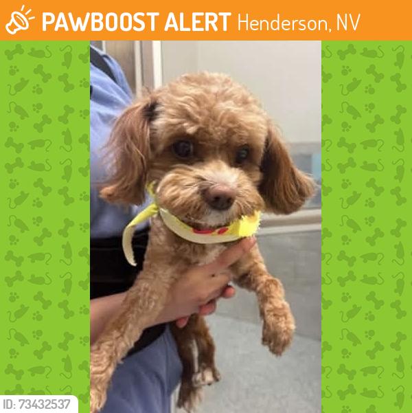 Found/Stray Male Dog last seen Democracy and Via Napoli, Henderson, NV 89044