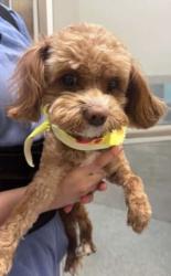 Found/Stray Male Dog last seen Democracy and Via Napoli, Henderson, NV 89044