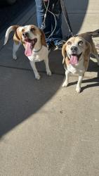 Found/Stray Female Dog last seen Weber and E D street, Deer Park, WA 99006