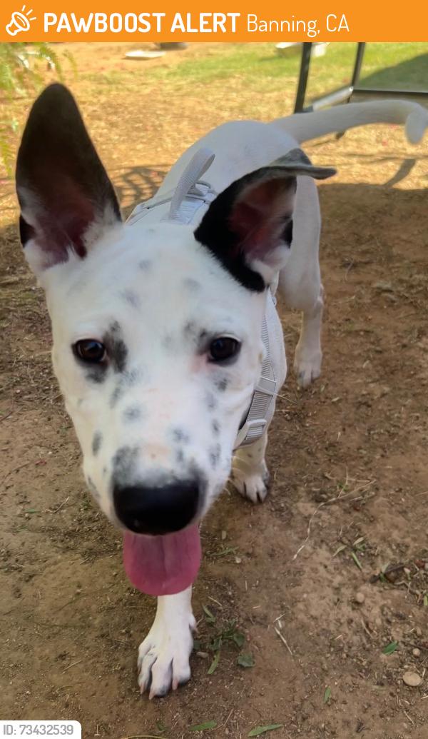Found/Stray Male Dog last seen 22nd Street, Banning, CA 92220