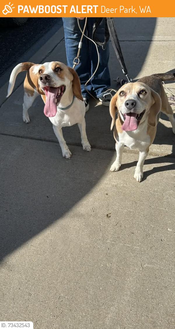 Found/Stray Female Dog last seen Weber and E D street, Deer Park, WA 99006