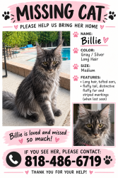 Lost Female Cat last seen Chatsworth and De sota, Los Angeles, CA 91311
