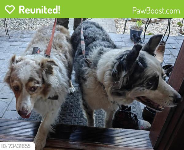 Reunited Unknown Dog last seen Roarke Road, San Mateo County, CA 94060
