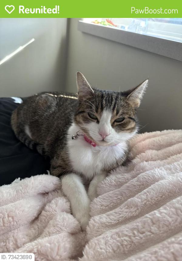 Reunited Female Cat last seen South Ardmore Park, Ardmore, PA 19003