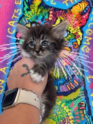 Shelter Stray Male Cat last seen Bexar County, 3353 Morningside Dr, New Braunfels, TX 78132, USA