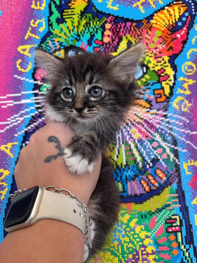 Shelter Stray Male Cat last seen Bexar County, 3353 Morningside Dr, New Braunfels, TX 78132, USA