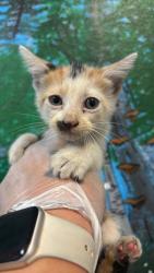 Shelter Stray Female Cat last seen Bexar County, 3353 Morningside Dr, New Braunfels, TX 78132, USA