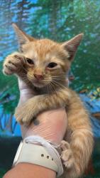 Shelter Stray Female Cat last seen Bexar County, 3353 Morningside Dr, New Braunfels, TX 78132, USA