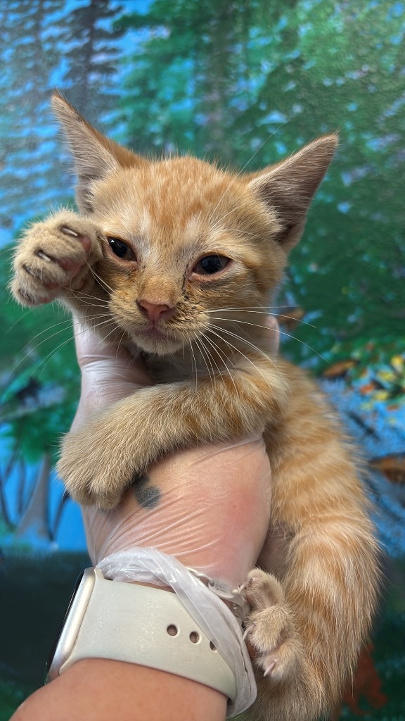 Shelter Stray Female Cat last seen Bexar County, 3353 Morningside Dr, New Braunfels, TX 78132, USA