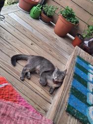 Found/Stray Unknown Cat last seen Adams & 5th, Troy, NY 12180