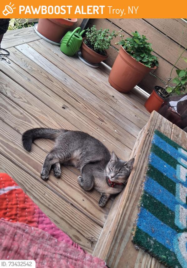 Found/Stray Unknown Cat last seen Adams & 5th, Troy, NY 12180