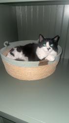 Lost Male Cat last seen Shepherd and N Fowler; meat market, sweet frog area, Clovis, CA 93619