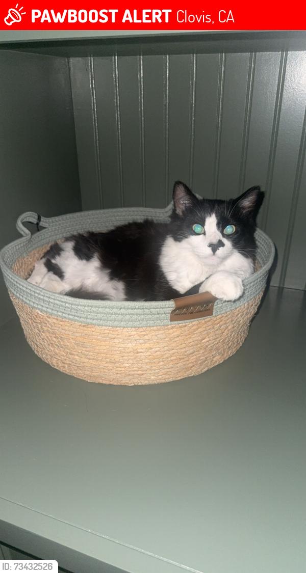 Lost Male Cat last seen Shepherd and N Fowler; meat market, sweet frog area, Clovis, CA 93619