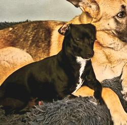 Lost Male Dog last seen Lauther and Oswego Road, Rome, NY 13308