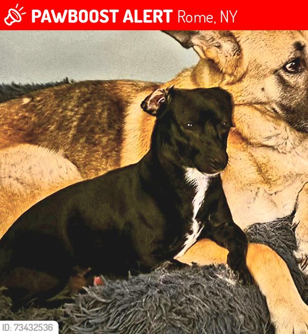 Lost Male Dog last seen Lauther and Oswego Road, Rome, NY 13308