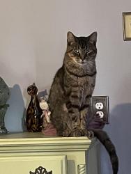 Lost Male Cat last seen landbrook dr, fleetwood dr, Knoxville, TN 37921