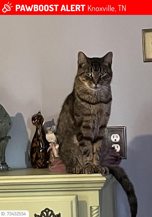 Lost Male Cat last seen landbrook dr, fleetwood dr, Knoxville, TN 37921